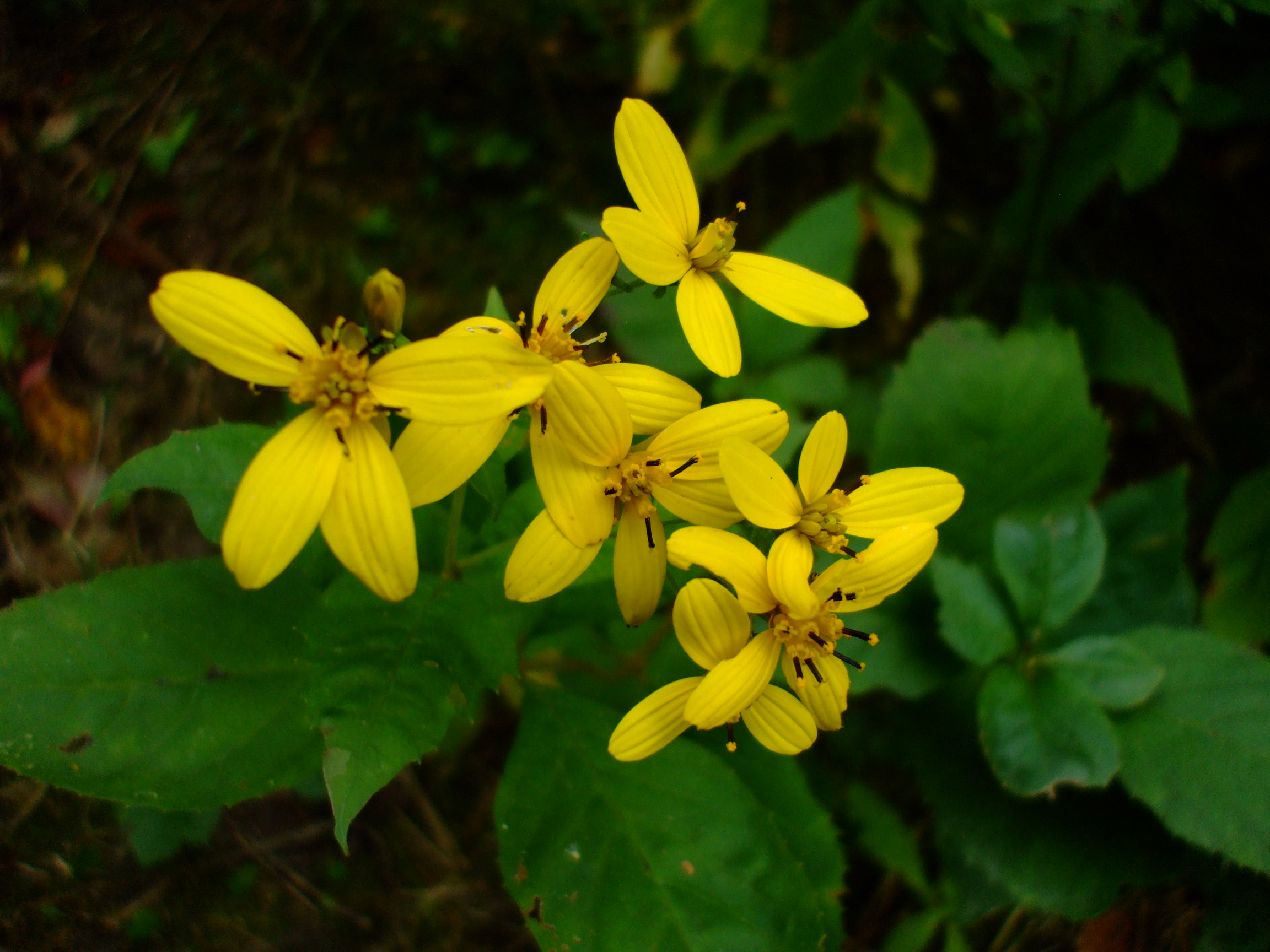 Coreopsis latifolia